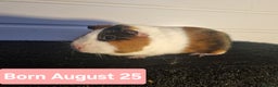 Guinea Pig rodents for sale: Female Guinea Pigs  - Advert 10