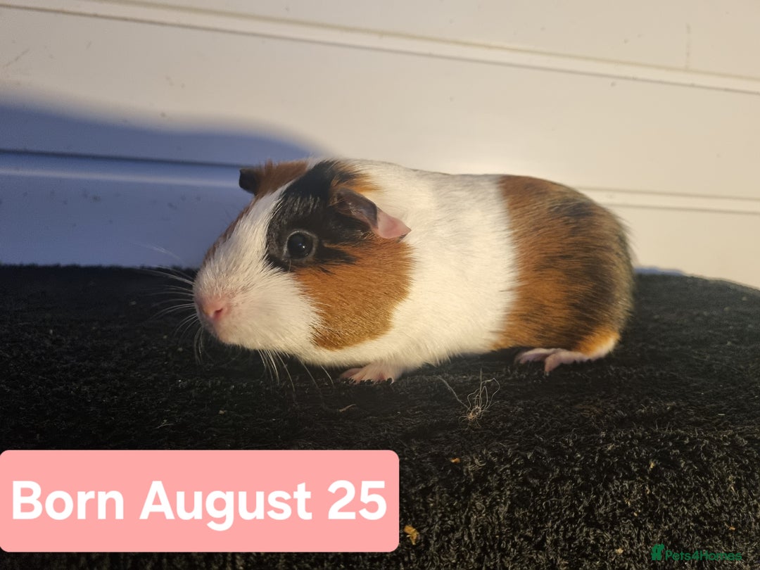 Guinea Pig rodents for sale: Female Guinea Pigs  - Advert 10