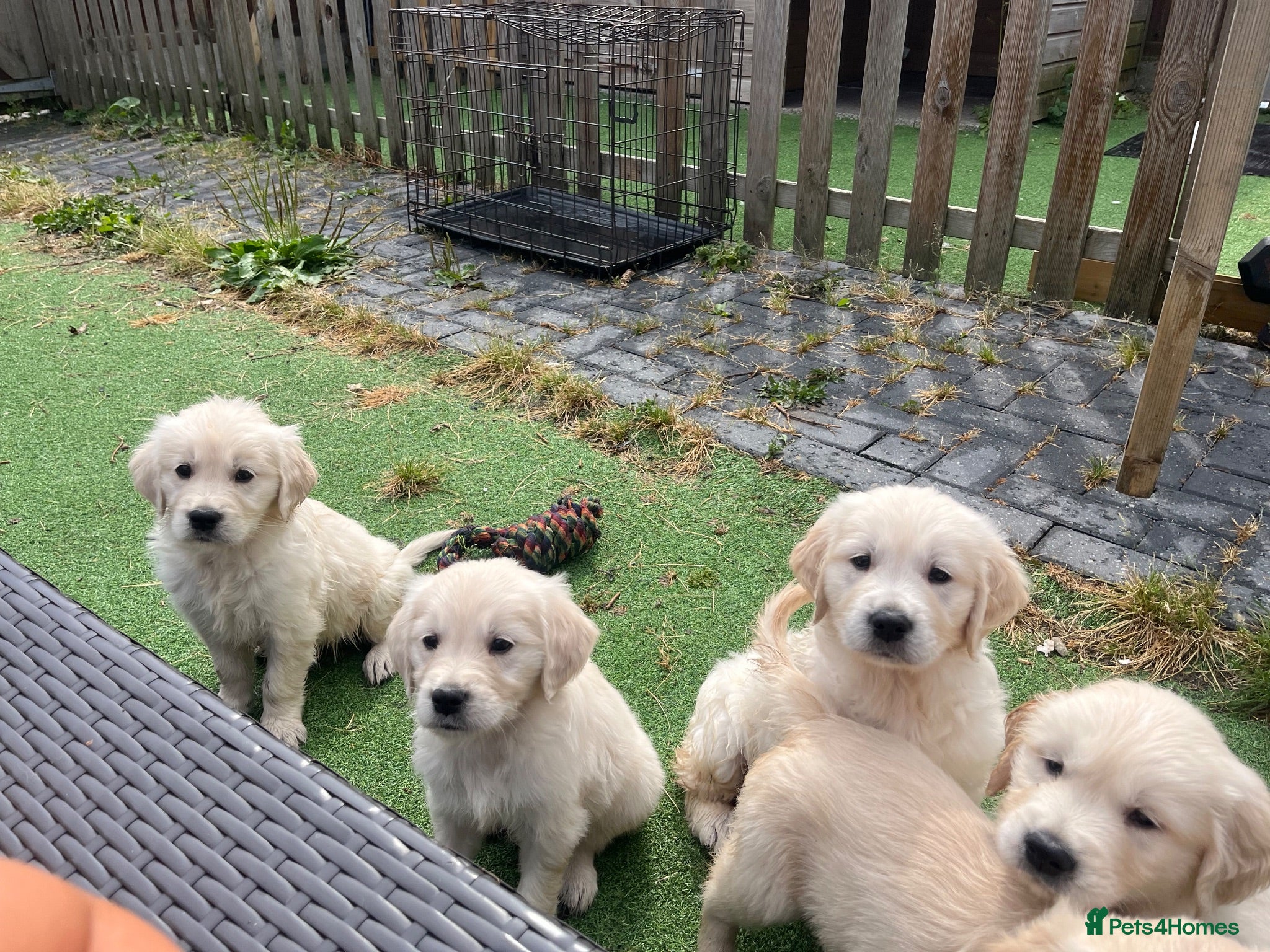 Golden Retriever dogs Gorgeous golden retriever puppies 🐶  - Advert 1