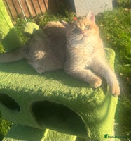 British Shorthair cats - Advert 7