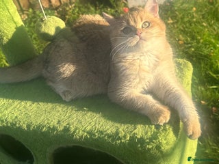 British Shorthair cats Last handsome golden boy left😻🌼🌺 - Advert 2