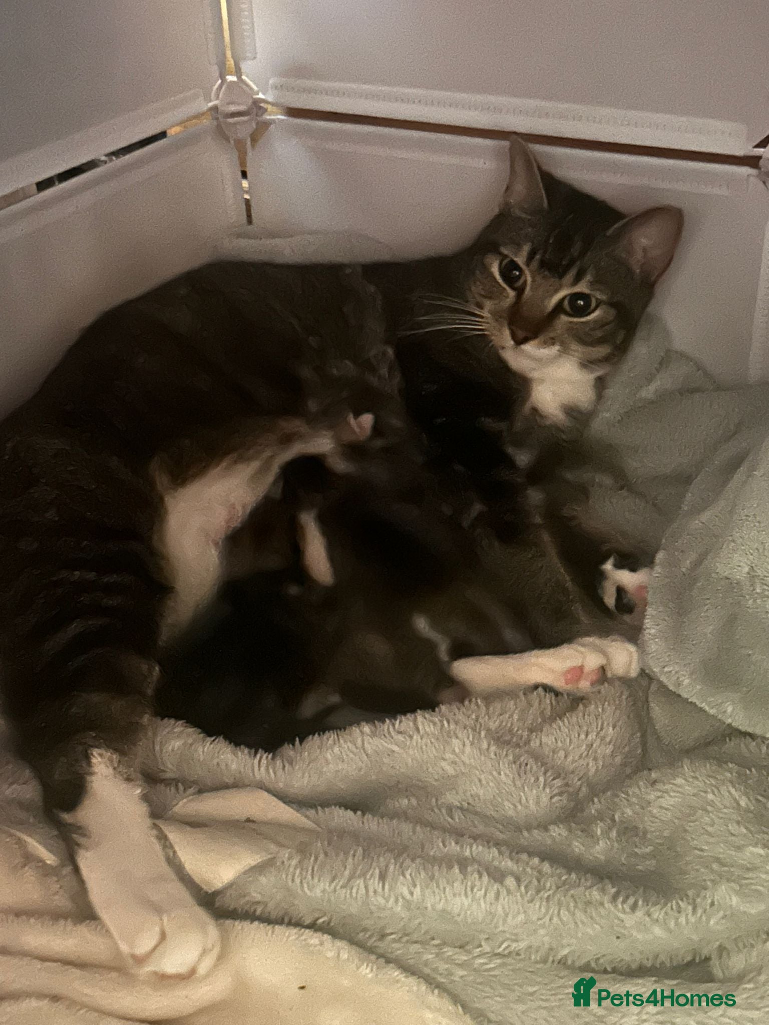 Mixed Breed cats Kittens *85* if picked up today - Advert 4