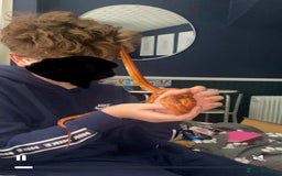 Corn Snake reptiles for sale: Corn snake and viv - Image 10