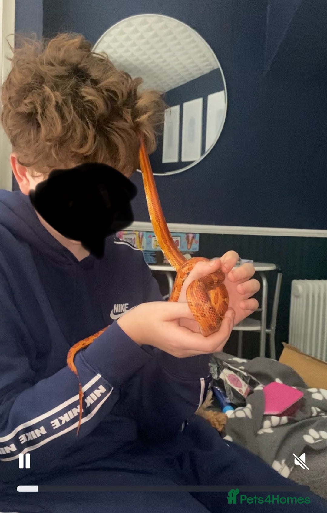 Corn Snake reptiles for sale: Corn snake and viv - Image 10