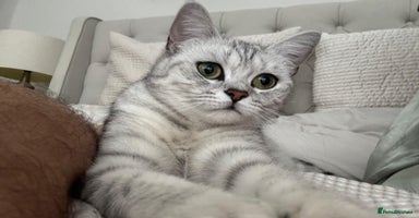 British Shorthair cats - Advert 1