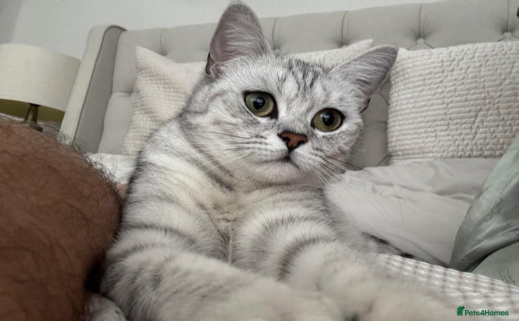 British Shorthair cats - Advert 8