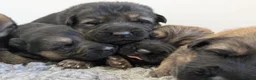 German Shepherd dogs for sale: Quality KC Puppies From Health Tested Parents - Advert 1