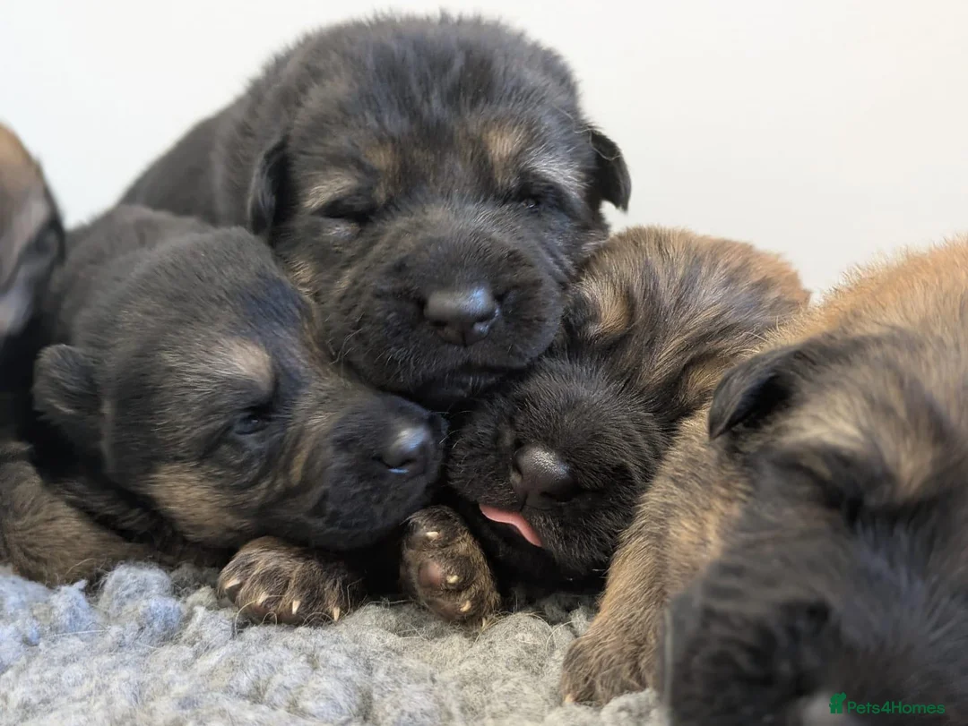 German Shepherd dogs for sale: Quality KC Puppies From Health Tested Parents - Advert 1