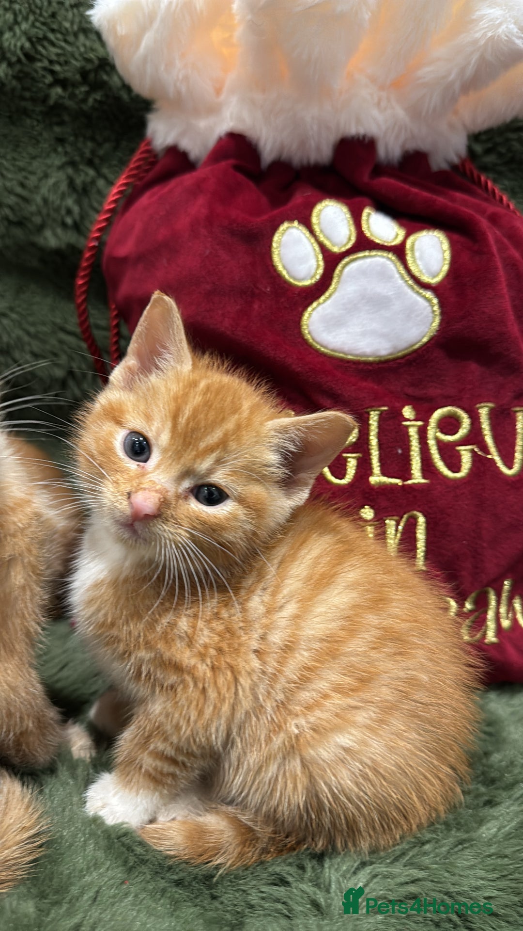 Mixed Breed cats for sale: Last 3 Adorable Ginger Males 🧡 - Advert 3