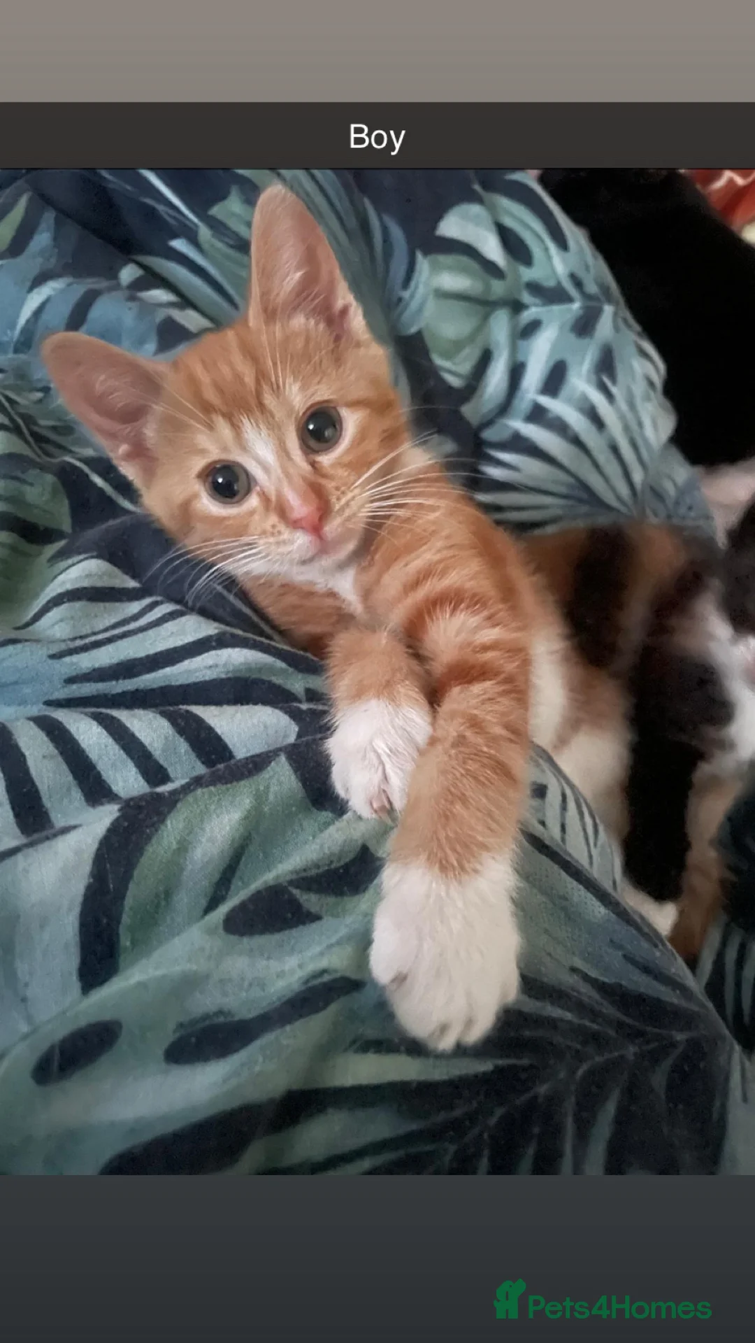 British Shorthair cats for sale: Beautiful Kittens for sale  - Advert 2