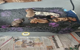Miniature Dachshund dogs for sale: Stunning KC reg miniature dachshund - Image 1