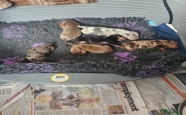 Miniature Dachshund dogs - Advert 1