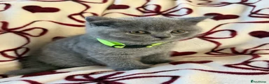 British Shorthair 2 Green Boy 