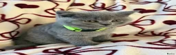 British Shorthair cats for sale: Beautiful British Shorhair Kittens for Sale - Advert 12