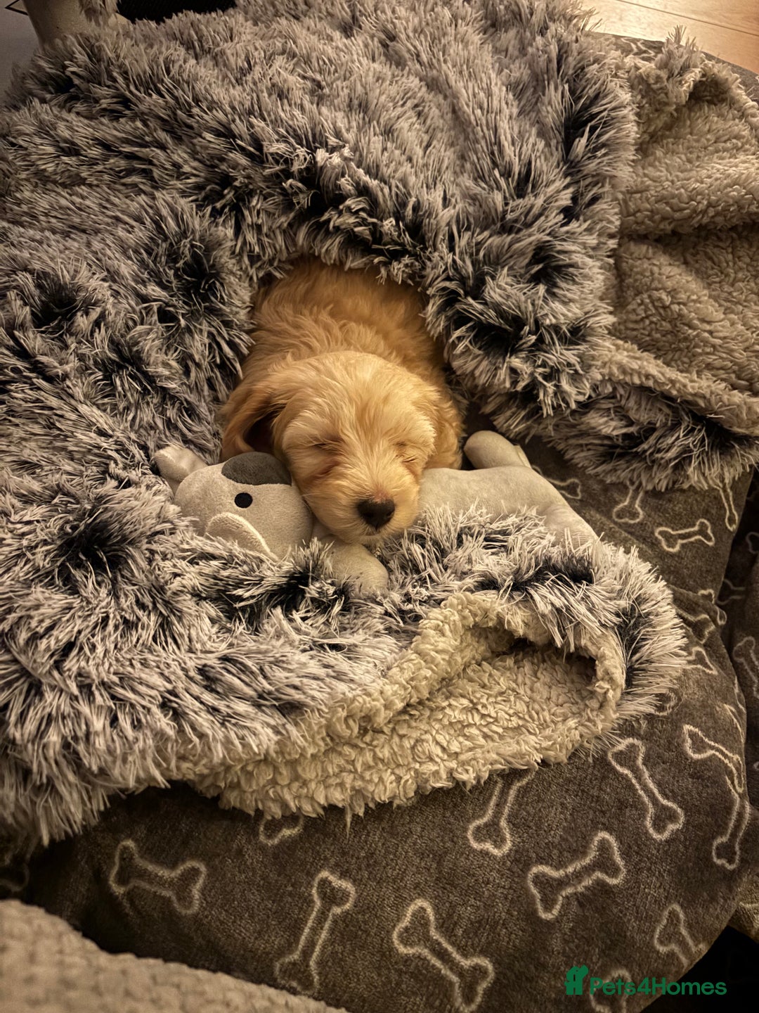 Cockapoo dogs for sale: Miniature Cockapoo Puppy (10 Weeks) - Advert 8