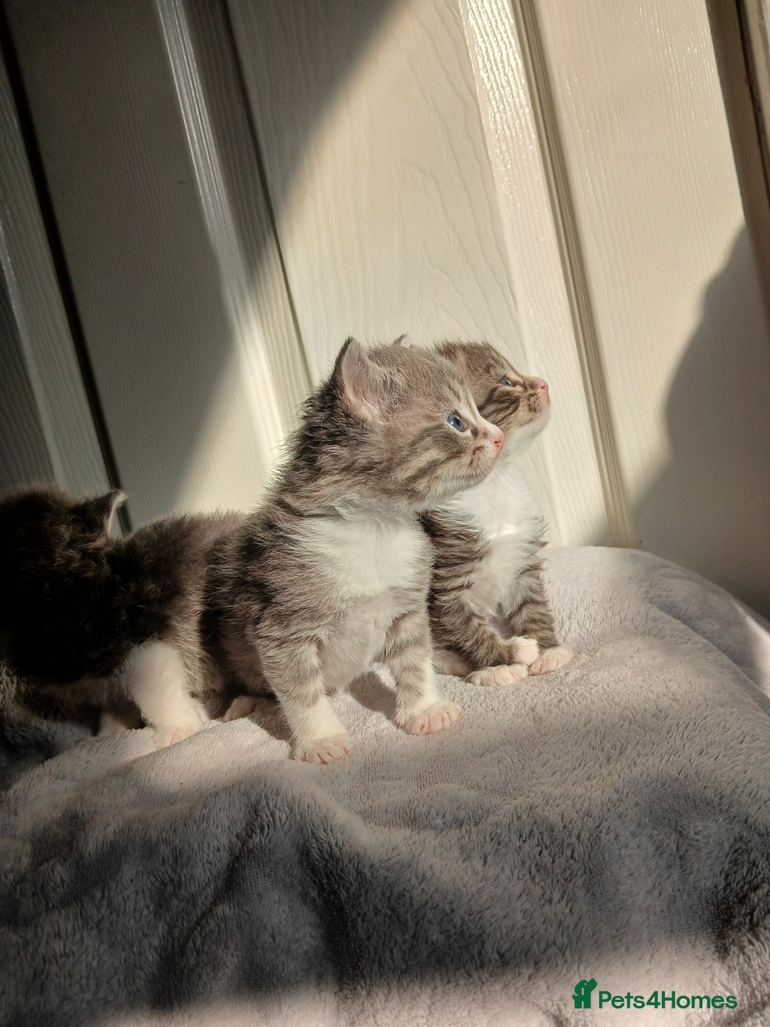 Russian Blue cats for sale: Russain blue x Maine coon Kittens for Sale - Image 2