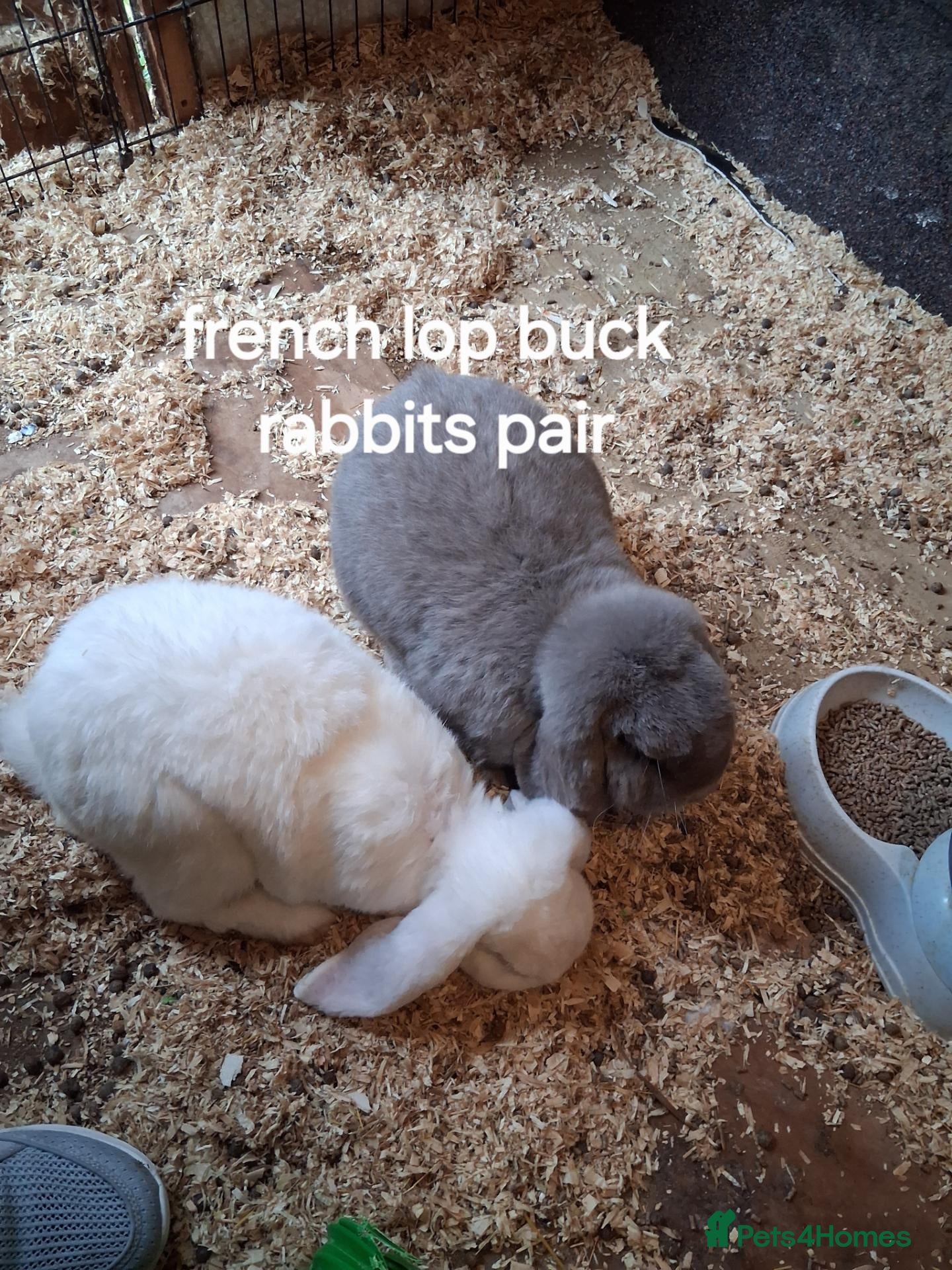 French Lop rabbits for sale: Pure french lop giant rabbits for sale - Advert 15