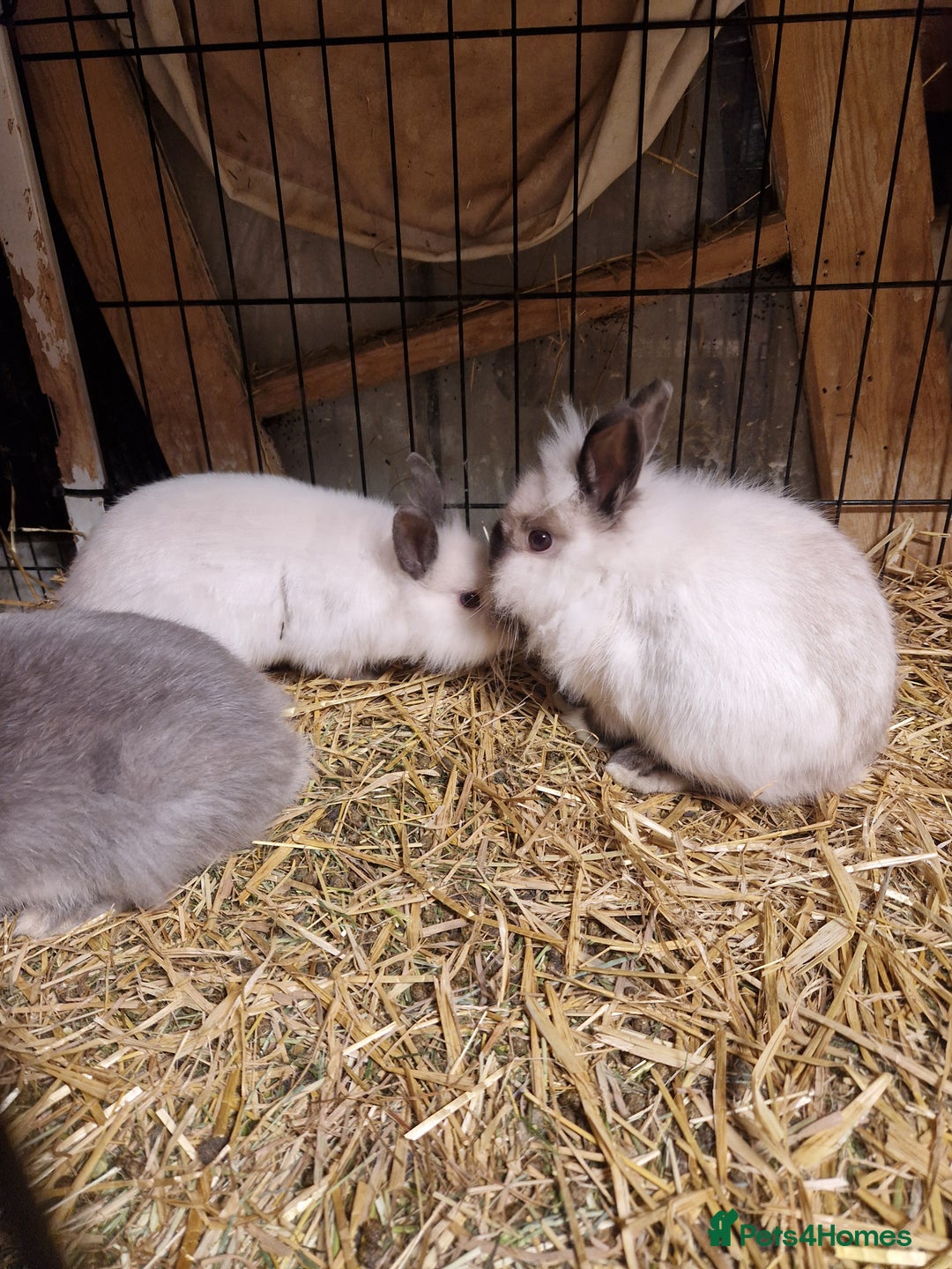 Lionhead rabbits for sale: Lovely floofy little lionheads males and females - Image 13