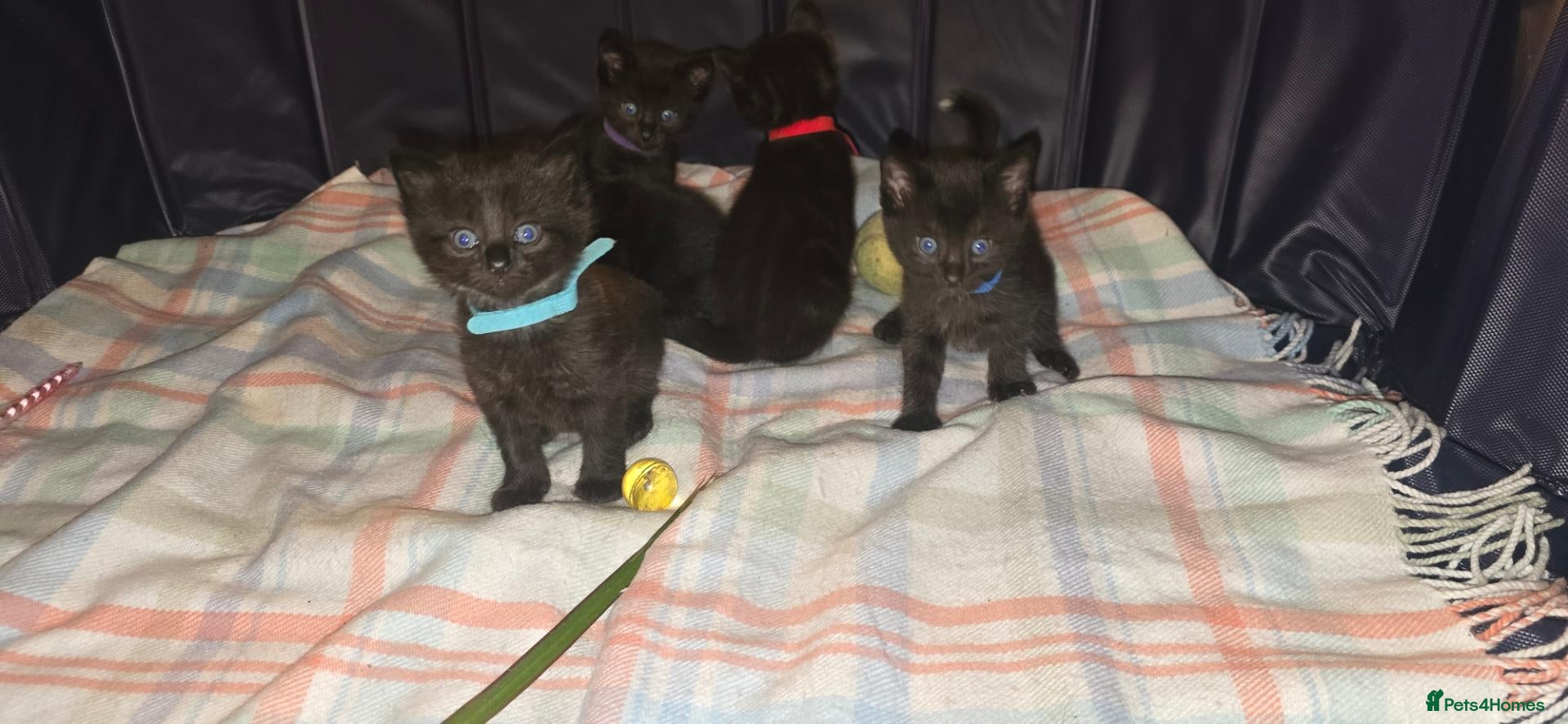 Siamese cats 2 remining Siamese X British Shorthair kittens - Advert 1