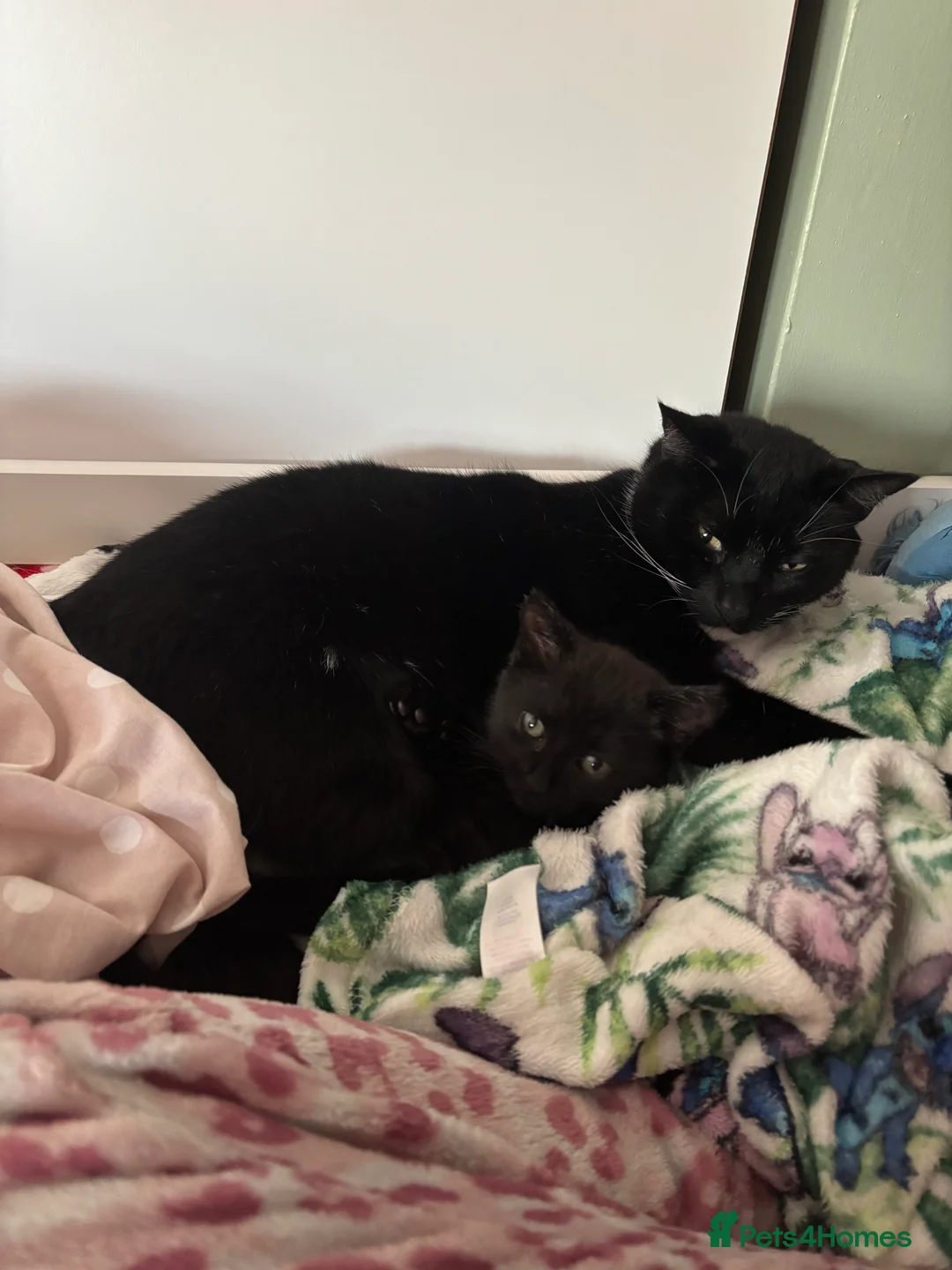 Mixed Breed cats for sale: Black kitten  in Northampton - Advert 2