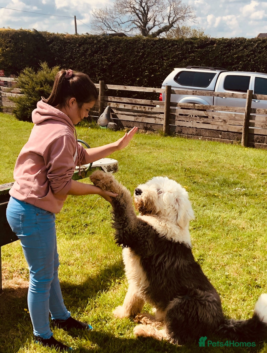 Old English Sheepdog dogs for sale: Old English sheep dogs kc  - Advert 12