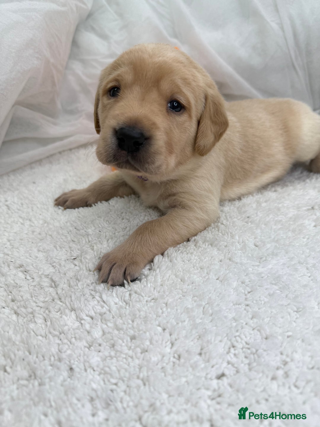 Goldador dogs for sale: Adorable Goldador Puppies - Ready 12th Feb - Advert 29