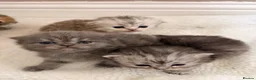Scottish Fold cats for sale: 5 x pure bred Scottish Fold kittens  - Advert 11