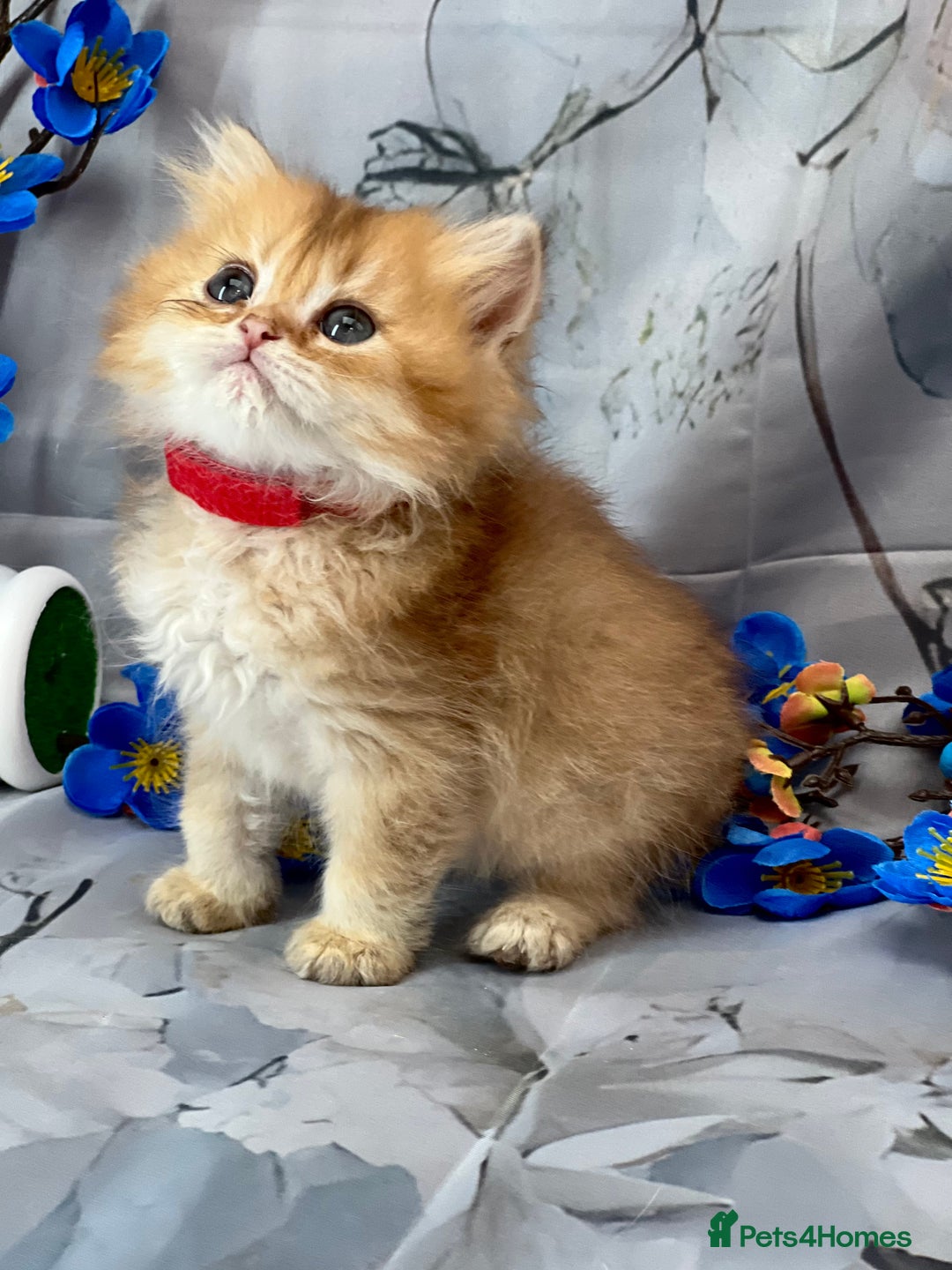 British Shorthair cats for sale: STUNNING TICA BRITISH SHORTHAIR/LONGHAIR KITTENS - Image 14