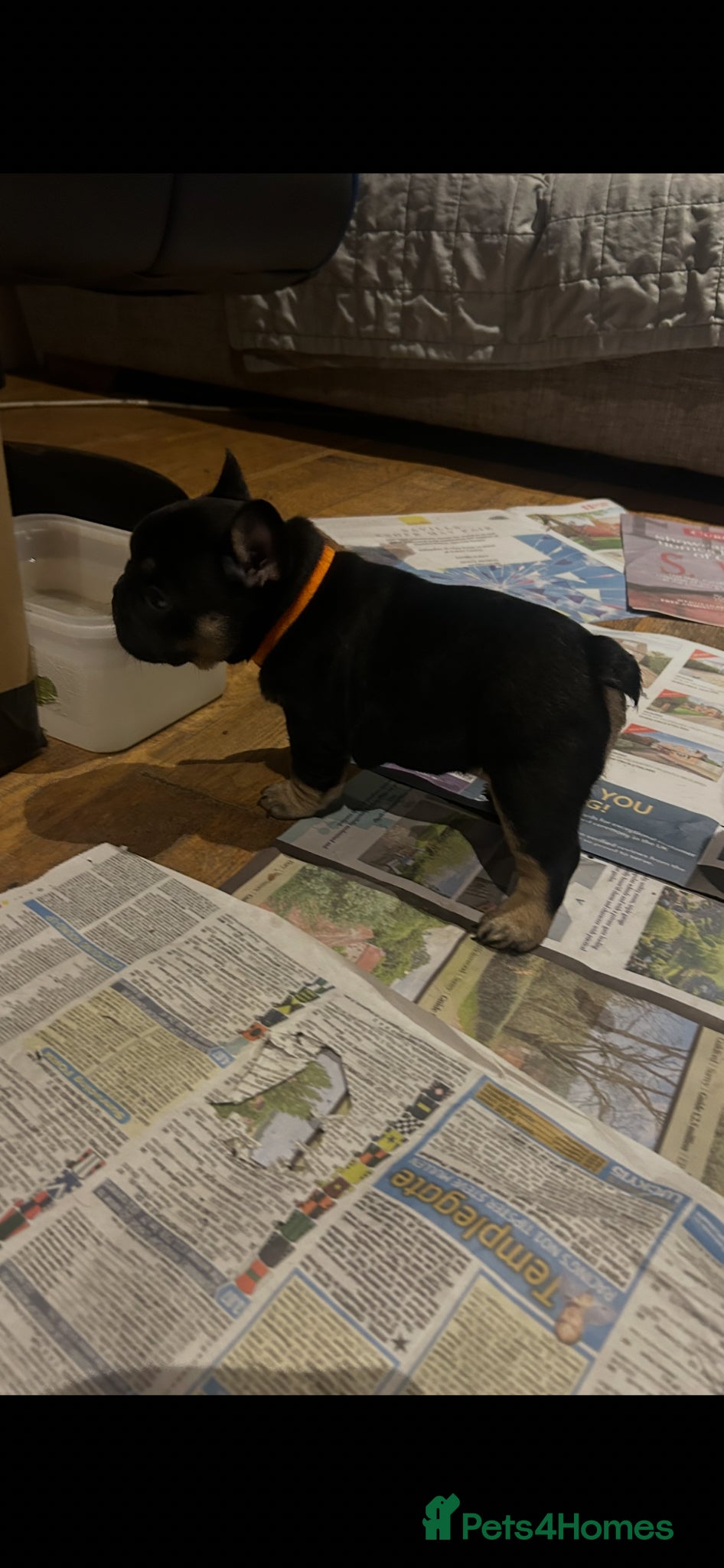 French Bulldog dogs Quality French bull dogs pups 💙💙💙🩷🩷🩷 - Advert 2