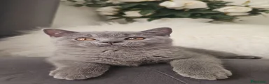 Scottish Fold Kitten 2