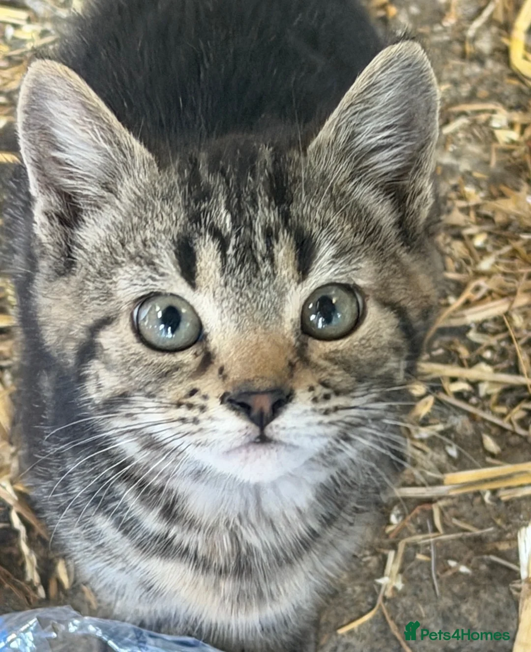 Mixed Breed cats for sale: Kittens for sale  - Advert 7