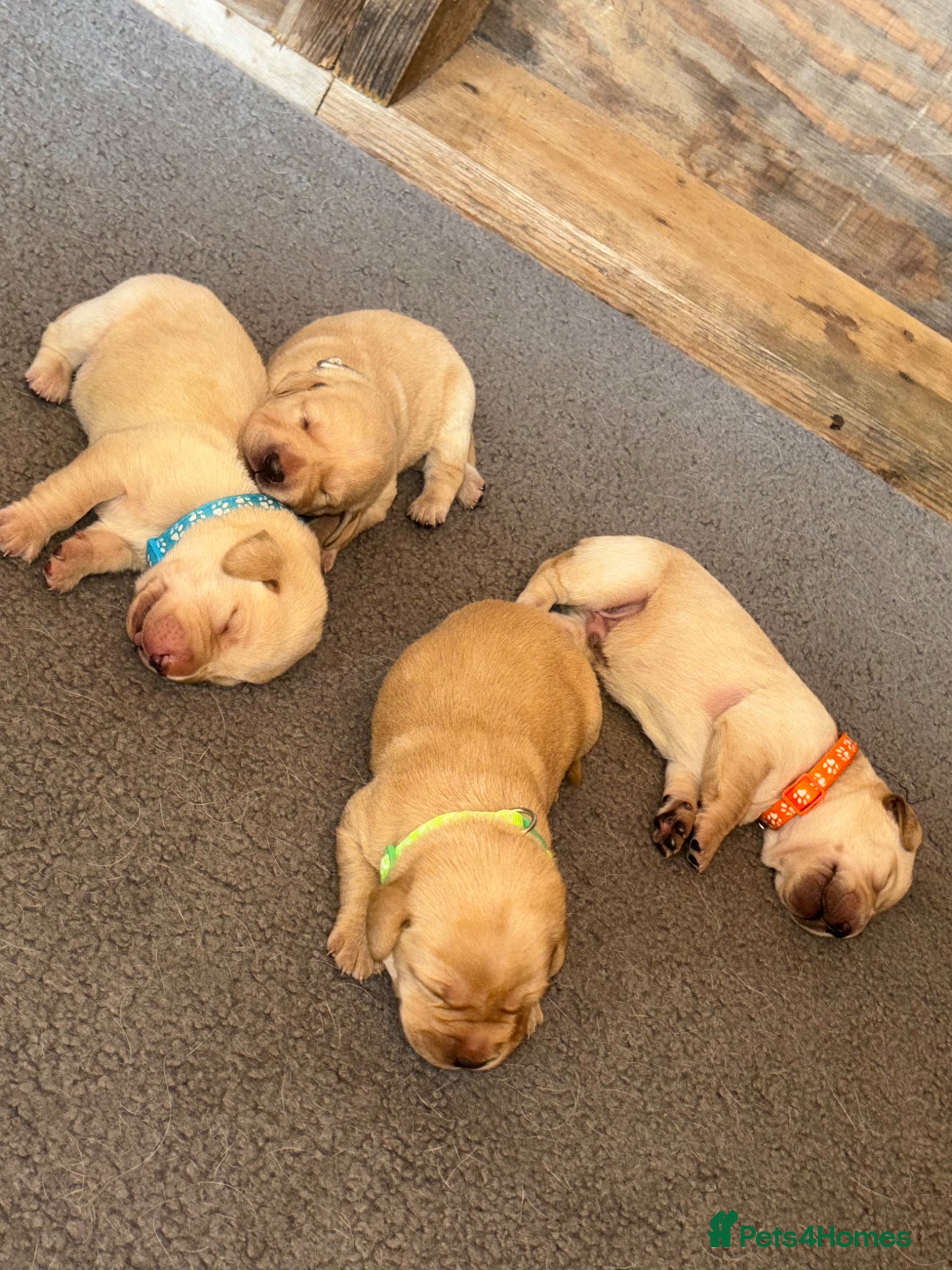 Labrador Retriever dogs for sale: Golden&Cream Kc registered Labrador Retrievers  - Advert 14