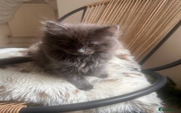 Ragdoll cats for sale: Beautiful Ragdoll kittens  - Image 9