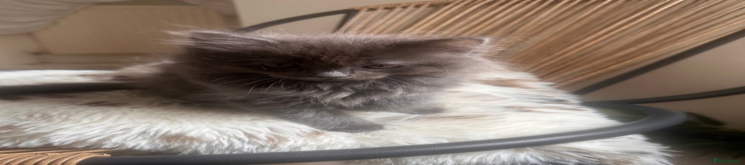Ragdoll Kitten 3