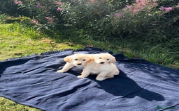 Golden Retriever dogs for sale: Golden retriever puppy's for sale  - Image 2