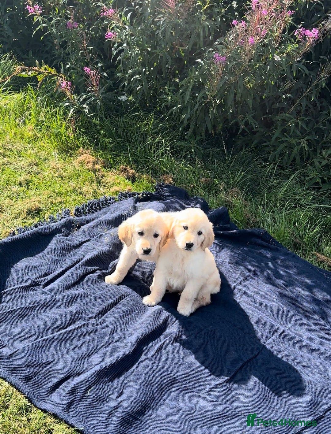 Golden Retriever dogs for sale: Golden retriever puppy's for sale  - Image 2