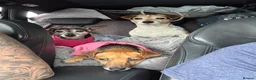 Jack Russell dogs for sale: Our beautiful girl Fia has had 8 beautiful babies  - Advert 23