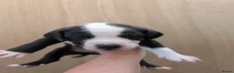 Mixed Breed dogs for sale: Borador bully puppies x3 girl viewings now  - Advert 25
