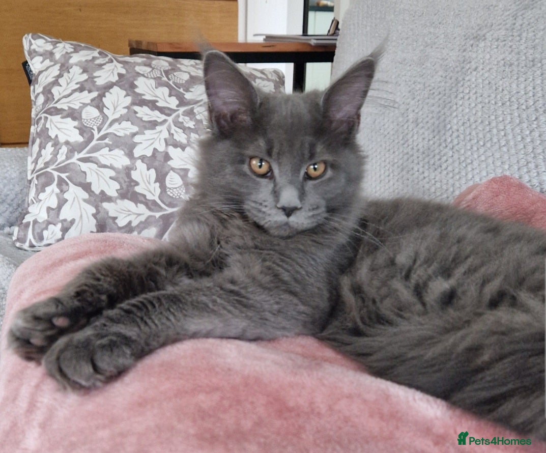 Maine Coon cats Maine Coon Active Girl, Solid Blue - Advert 2