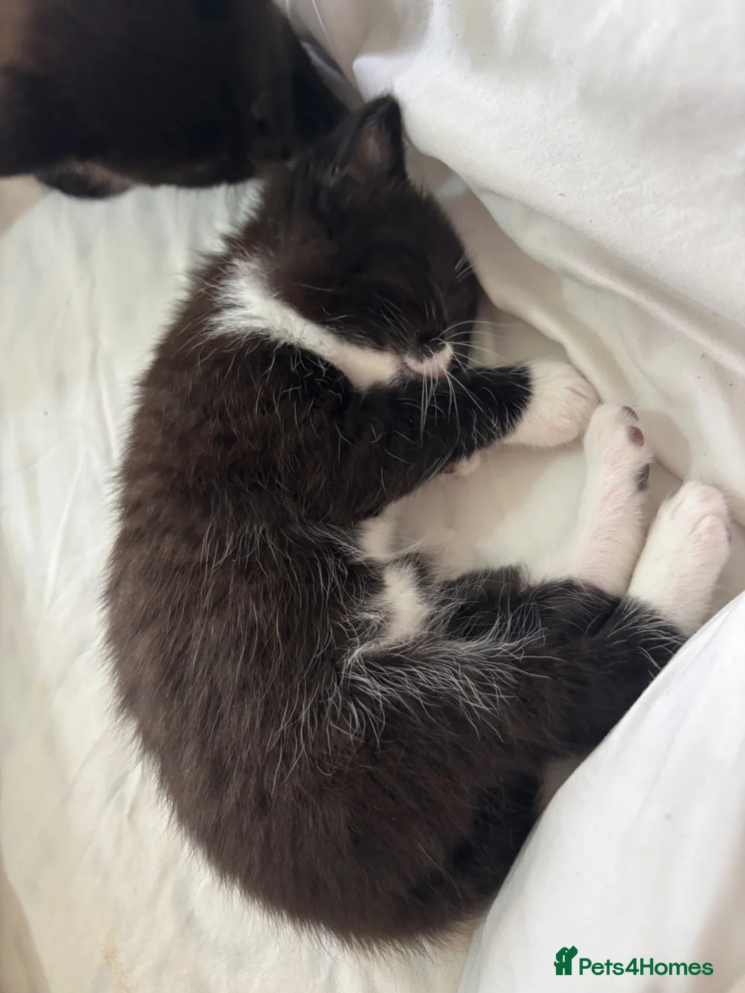 Mixed Breed cats for sale: Beautiful Kittens Ready for Loving Homes - Advert 16
