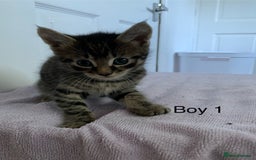 Mixed Breed cats for sale: 5 Male kittens ready for new homes - Image 1