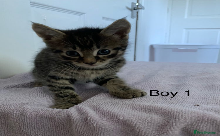 Mixed Breed cats - Advert 16