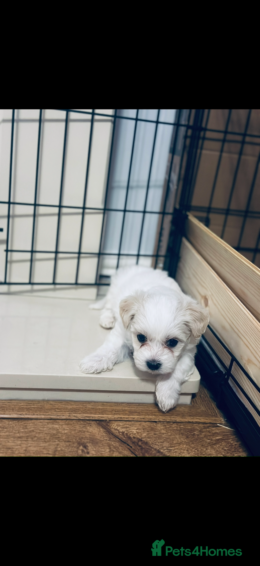 Maltese dogs for sale: Maltese bichon puppies - Advert 3