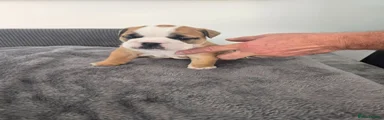 English Bulldog 4