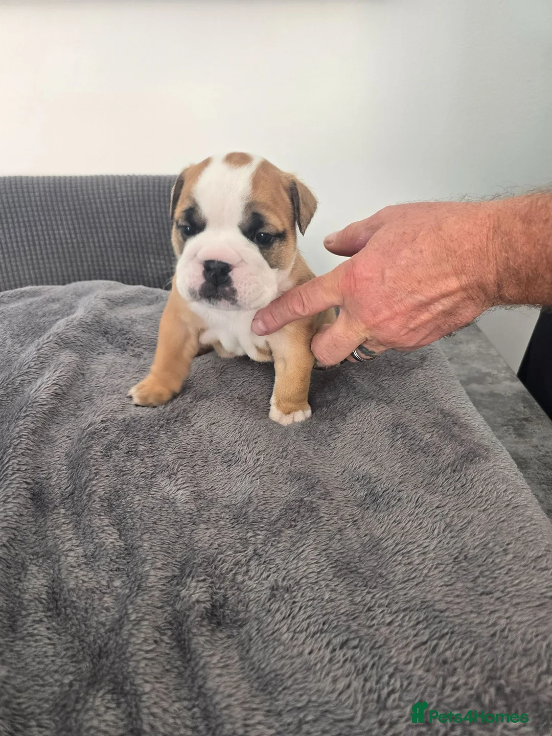 English Bulldog dogs for sale: KC English Bulldogs puppies  - Advert 5