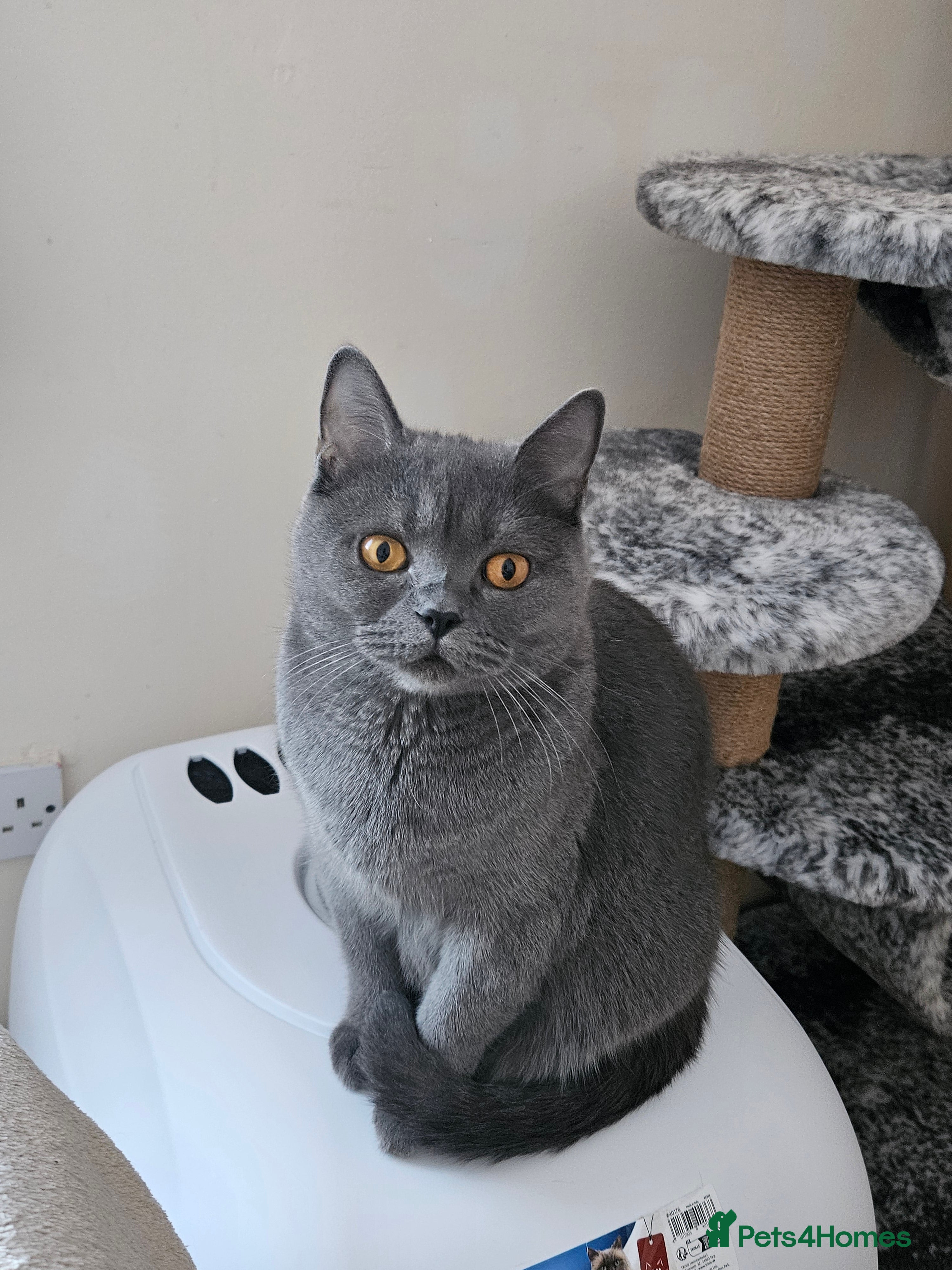 British Shorthair cats British shorthair kittens  - Advert 2