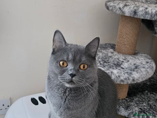 British Shorthair cats British shorthair kittens - Advert 3