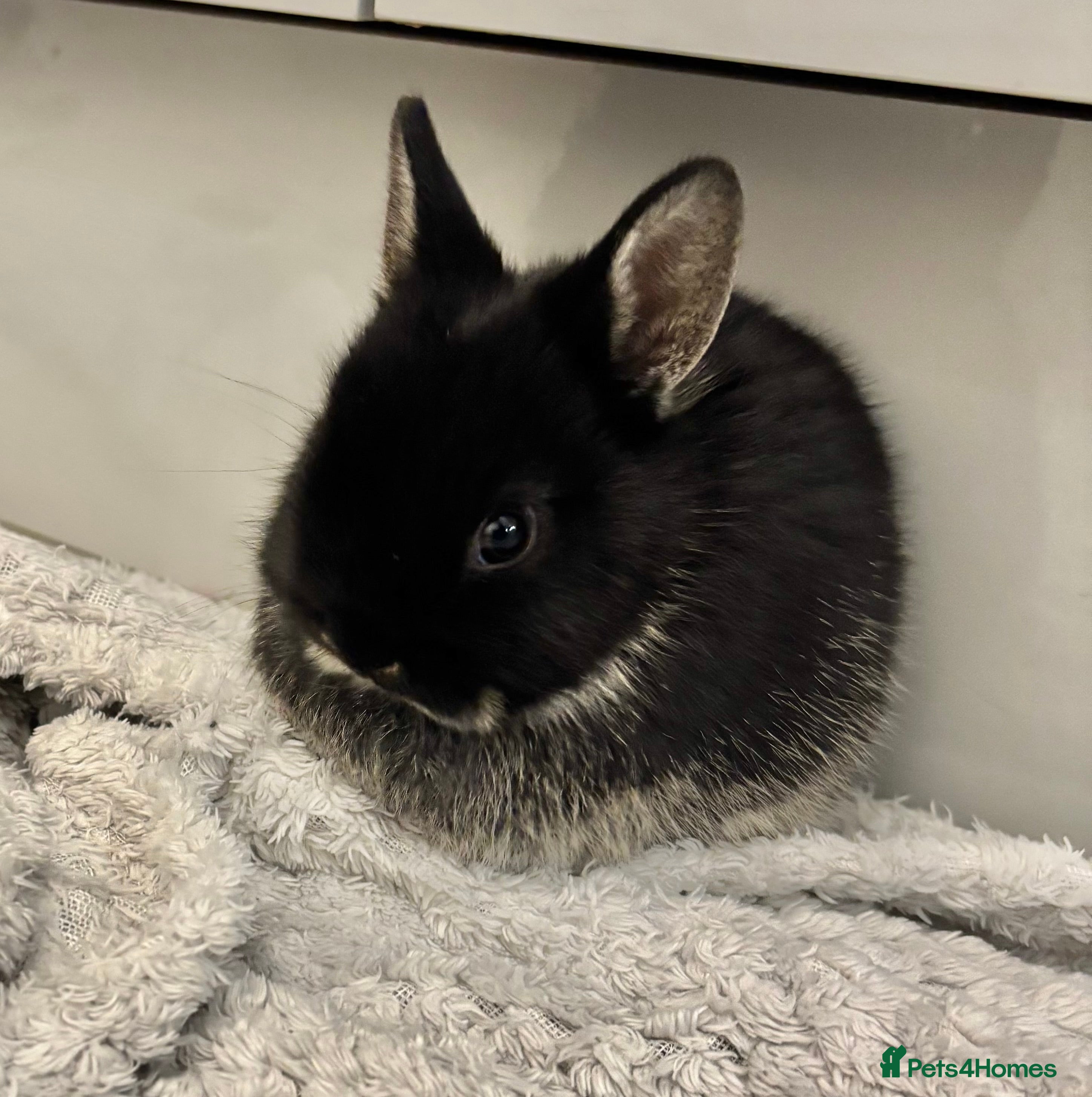 Netherland Dwarf rabbits Netherland Dwarf Bunnies  - Advert 1