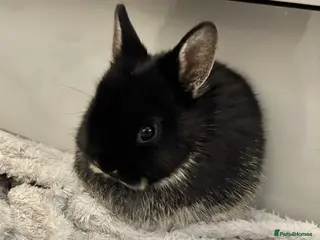 Netherland Dwarf rabbits Netherland Dwarf Bunnies - Advert 1