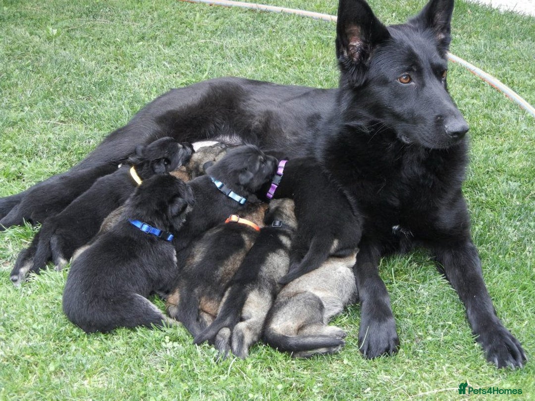 German Shepherd dogs for sale: German shepherd girl - Advert 3